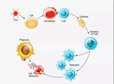 Thymosin A1 uses | Shaanxi BLOOM Tech Co., Ltd Thymosin A1 uses | Shaanxi BLOOM Tech Co., Ltd