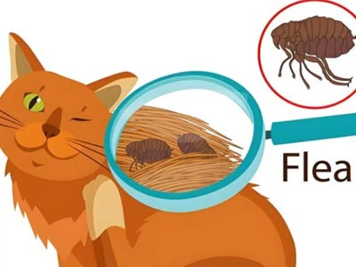 Fluralaner Online | Shaanxi BLOOM Tech Co., Ltd Fluralaner Online | Shaanxi BLOOM Tech Co., Ltd