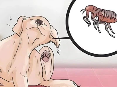 Fluralaner Supply | Shaanxi BLOOM Tech Co., Ltd Fluralaner Supply | Shaanxi BLOOM Tech Co., Ltd