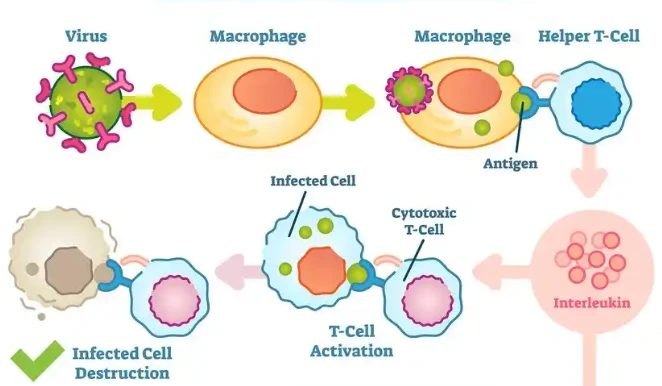 SLU-PP-332 cellular | Shaanxi BLOOM Tech Co., Ltd SLU-PP-332 cellular | Shaanxi BLOOM Tech Co., Ltd