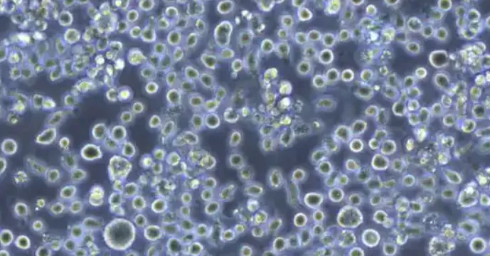 Exenatide Drugs | Shaanxi BLOOM Tech Co., Ltd Exenatide Drugs | Shaanxi BLOOM Tech Co., Ltd