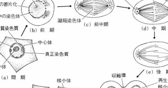 Exenatide Stemness | Shaanxi BLOOM Tech Co., Ltd Exenatide Stemness | Shaanxi BLOOM Tech Co., Ltd